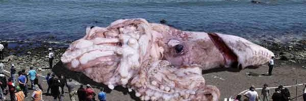 Architeuthis oder der verstrahlte 48 Meter Riesentintenfisch – Rezension: „Der Rote“ von Bernhard Kegel